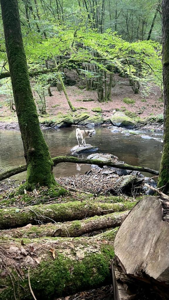 La Maison Attila En Ardennes Libin Bagian luar foto